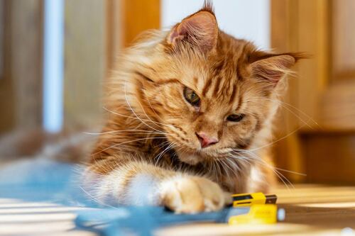 Científicos resuelven el enigma sobre el origen del color de los gatos naranjas